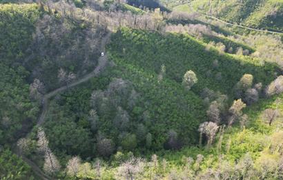 CENTURY21'DEN ORDU MEDRESEÖNÜ FINDIK BAHÇESİ FIRSATI!!