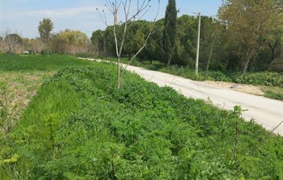 C.21 LOCA ALTIEYLÜL PAŞAKÖY MAH.SATILIK 4664 M2 FIRSAT ARSA