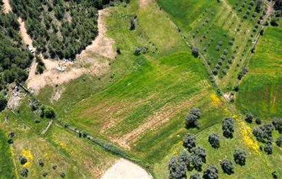 Bodrum - Milas Kısırlarda Müstakil Parsel Tarla