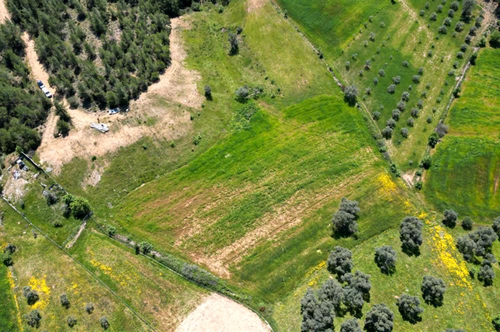 Bodrum - Milas Kısırlarda Müstakil Parsel Tarla