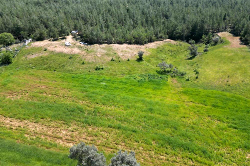 Bodrum - Milas Kısırlarda Müstakil Parsel Tarla