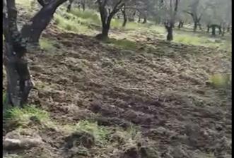 BURHANİYE KUYUCAKTA VERİMLİ ZEYTİNLİK 639,96 M² - 7 - 33738