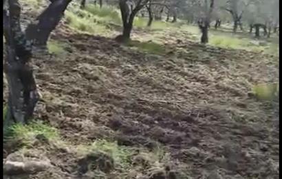 BURHANİYE KUYUCAKTA VERİMLİ ZEYTİNLİK 639,96 M²