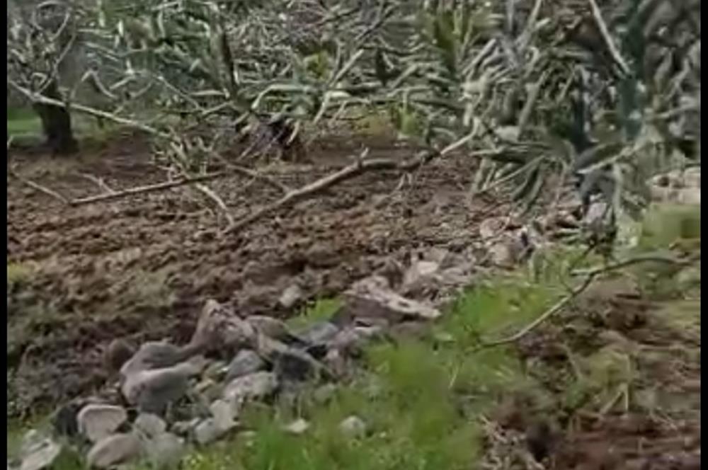 BURHANİYE KUYUCAKTA VERİMLİ ZEYTİNLİK 639,96 M²