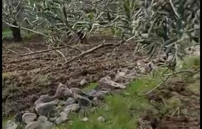 BURHANİYE KUYUCAKTA VERİMLİ ZEYTİNLİK 639,96 M²