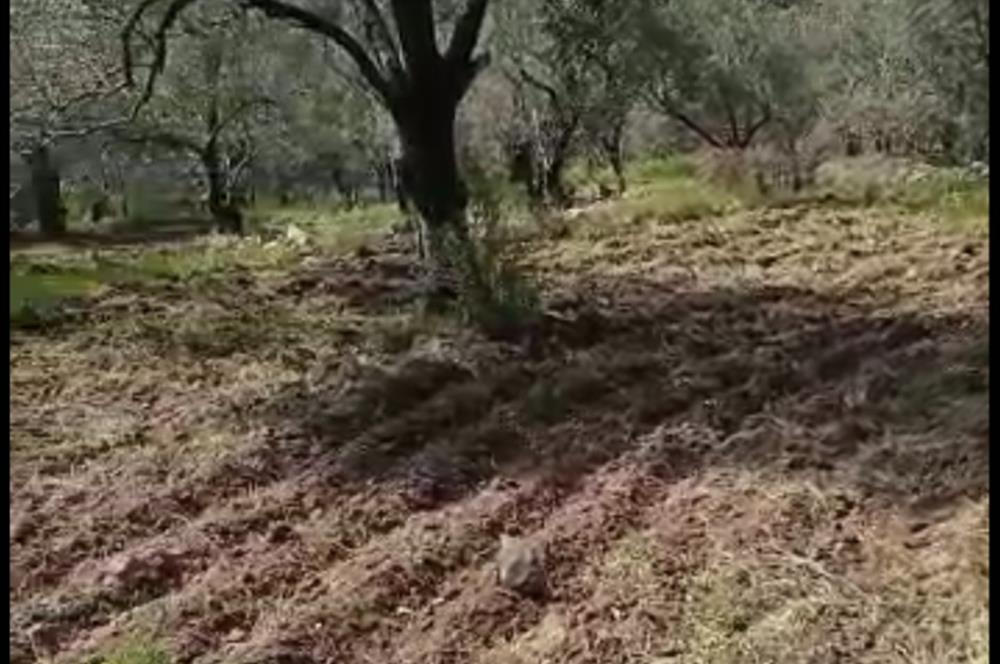 BURHANİYE KUYUCAKTA VERİMLİ ZEYTİNLİK 639,96 M²