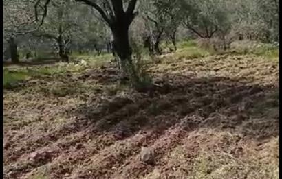 BURHANİYE KUYUCAKTA VERİMLİ ZEYTİNLİK 639,96 M²