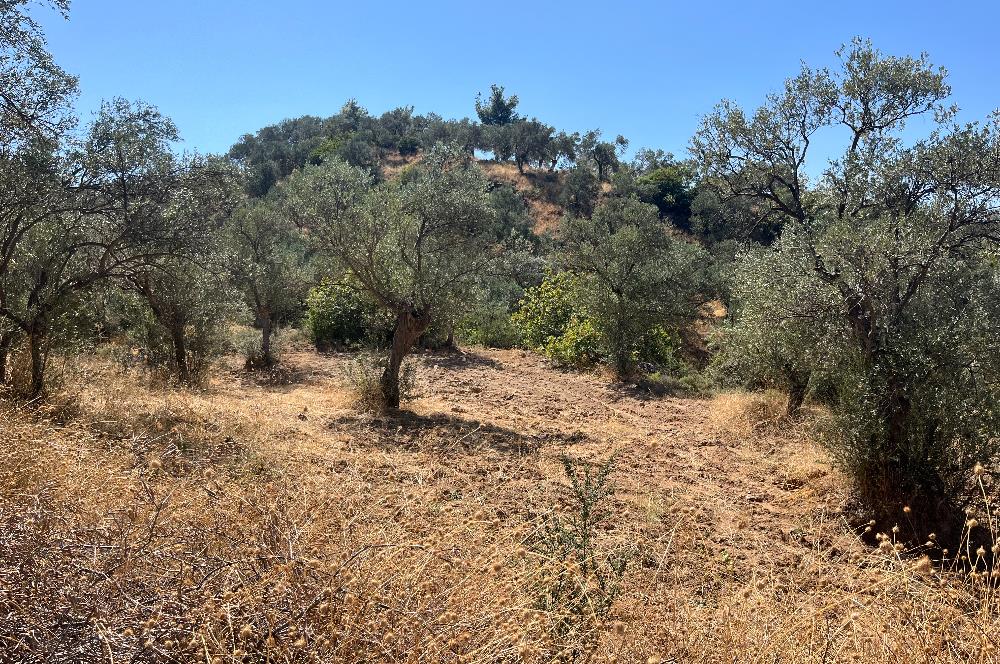 BURHANİYE KUYUCAKTA VERİMLİ ZEYTİNLİK 639,96 M²