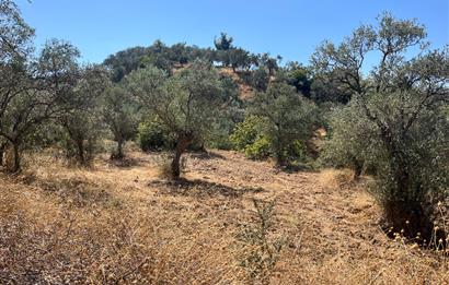 BURHANİYE KUYUCAKTA VERİMLİ ZEYTİNLİK 639,96 M²