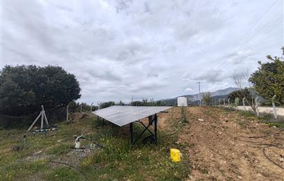 C21 Loft'tan Vakıf Mahallesinde Satılık Cennet Elması Bahçesi