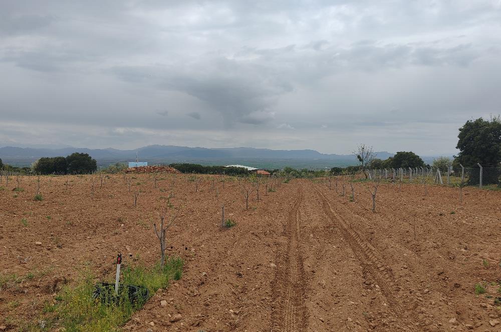 C21 Loft'tan Vakıf Mahallesinde Satılık Cennet Elması Bahçesi