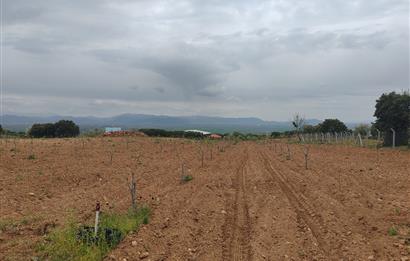 C21 Loft'tan Vakıf Mahallesinde Satılık Cennet Elması Bahçesi