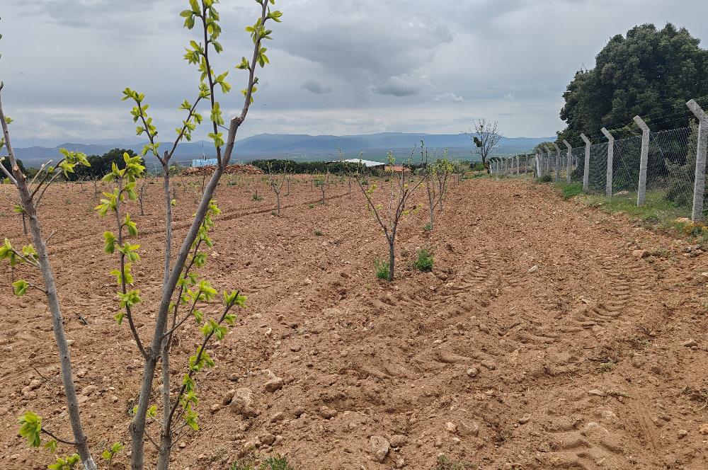 C21 Loft'tan Vakıf Mahallesinde Satılık Cennet Elması Bahçesi