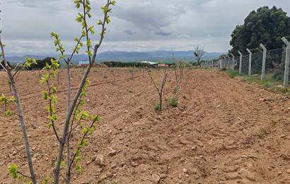 C21 Loft'tan Vakıf Mahallesinde Satılık Cennet Elması Bahçesi