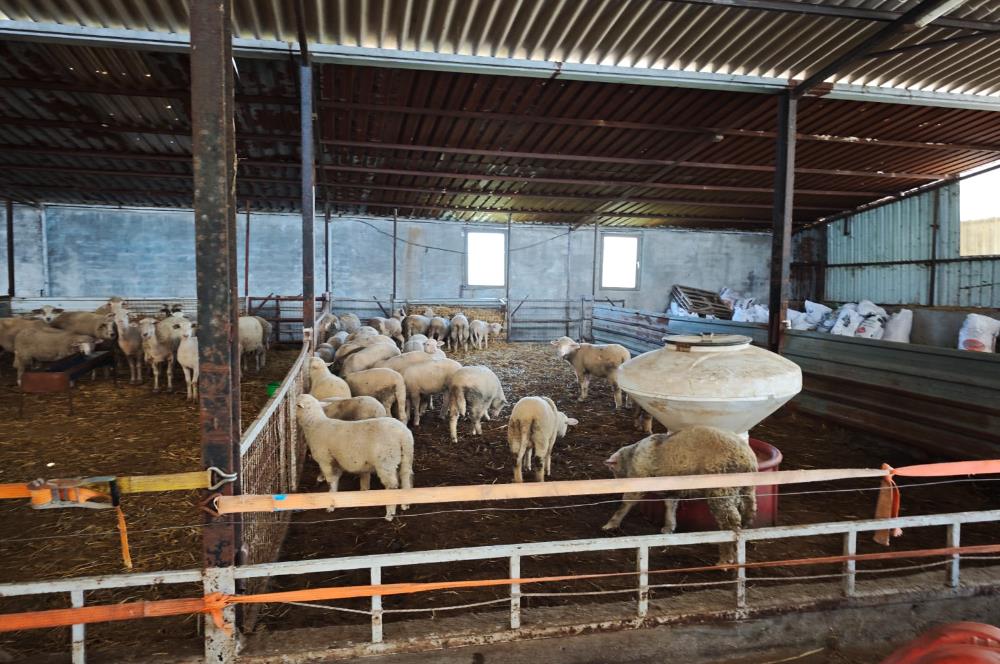 CENTURY 21 BAL'DAN KÜÇÜKBAŞ/BÜYÜKBAŞ ÜRETİM ÇİFTLİĞİ