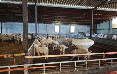 CENTURY 21 BAL'DAN KÜÇÜKBAŞ/BÜYÜKBAŞ ÜRETİM ÇİFTLİĞİ