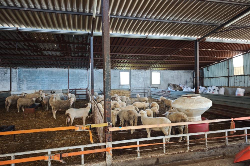 CENTURY 21 BAL'DAN KÜÇÜKBAŞ/BÜYÜKBAŞ ÜRETİM ÇİFTLİĞİ