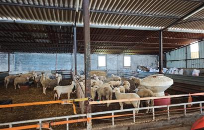 CENTURY 21 BAL'DAN KÜÇÜKBAŞ/BÜYÜKBAŞ ÜRETİM ÇİFTLİĞİ