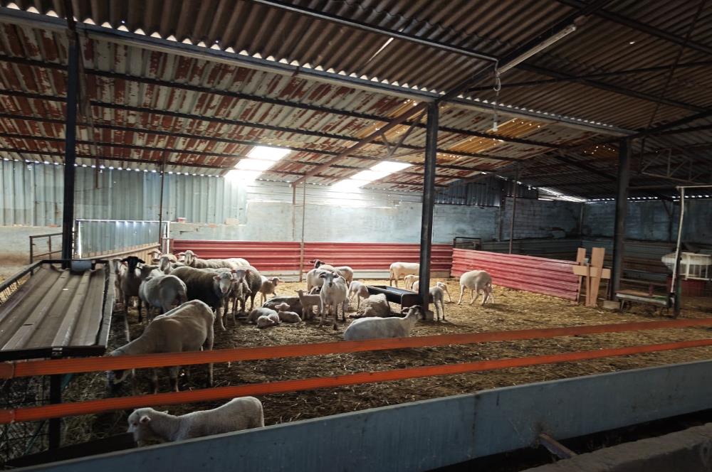 CENTURY 21 BAL'DAN KÜÇÜKBAŞ/BÜYÜKBAŞ ÜRETİM ÇİFTLİĞİ