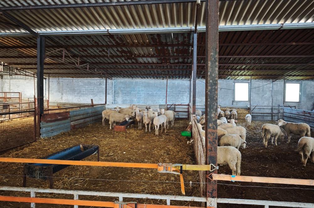 CENTURY 21 BAL'DAN KÜÇÜKBAŞ/BÜYÜKBAŞ ÜRETİM ÇİFTLİĞİ