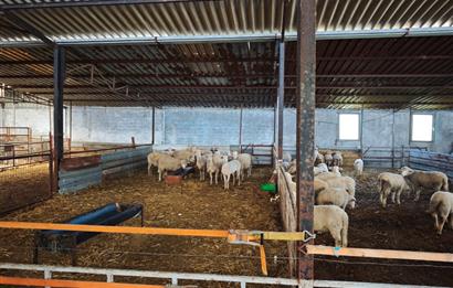 CENTURY 21 BAL'DAN KÜÇÜKBAŞ/BÜYÜKBAŞ ÜRETİM ÇİFTLİĞİ