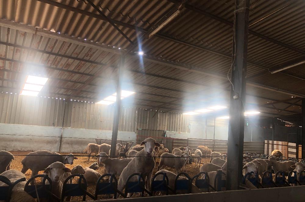 CENTURY 21 BAL'DAN KÜÇÜKBAŞ/BÜYÜKBAŞ ÜRETİM ÇİFTLİĞİ