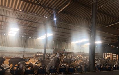 CENTURY 21 BAL'DAN KÜÇÜKBAŞ/BÜYÜKBAŞ ÜRETİM ÇİFTLİĞİ