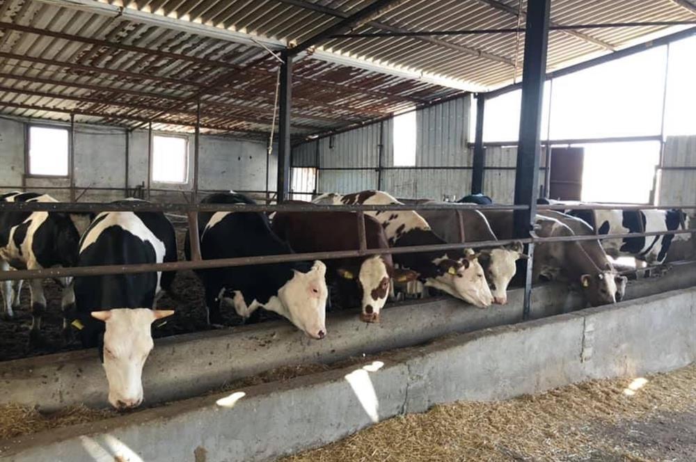 CENTURY 21 BAL'DAN KÜÇÜKBAŞ/BÜYÜKBAŞ ÜRETİM ÇİFTLİĞİ