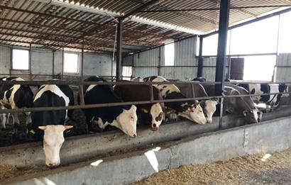 CENTURY 21 BAL'DAN KÜÇÜKBAŞ/BÜYÜKBAŞ ÜRETİM ÇİFTLİĞİ