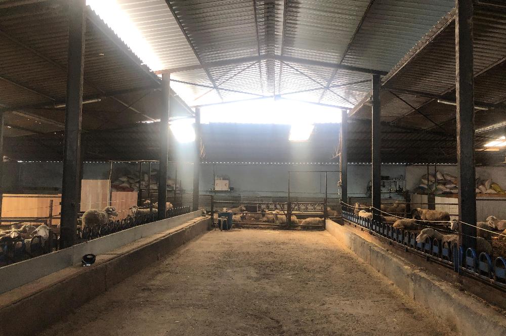 CENTURY 21 BAL'DAN KÜÇÜKBAŞ/BÜYÜKBAŞ ÜRETİM ÇİFTLİĞİ