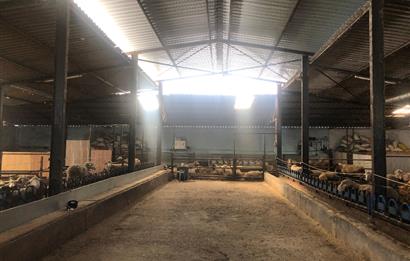 CENTURY 21 BAL'DAN KÜÇÜKBAŞ/BÜYÜKBAŞ ÜRETİM ÇİFTLİĞİ