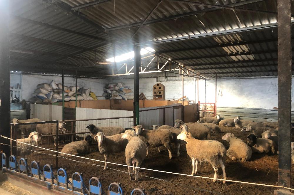 CENTURY 21 BAL'DAN KÜÇÜKBAŞ/BÜYÜKBAŞ ÜRETİM ÇİFTLİĞİ