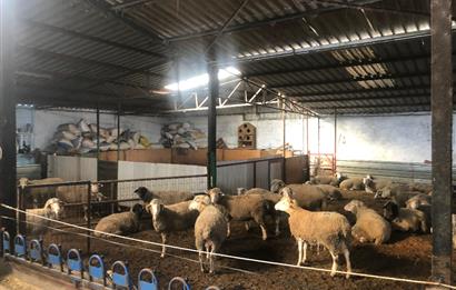 CENTURY 21 BAL'DAN KÜÇÜKBAŞ/BÜYÜKBAŞ ÜRETİM ÇİFTLİĞİ