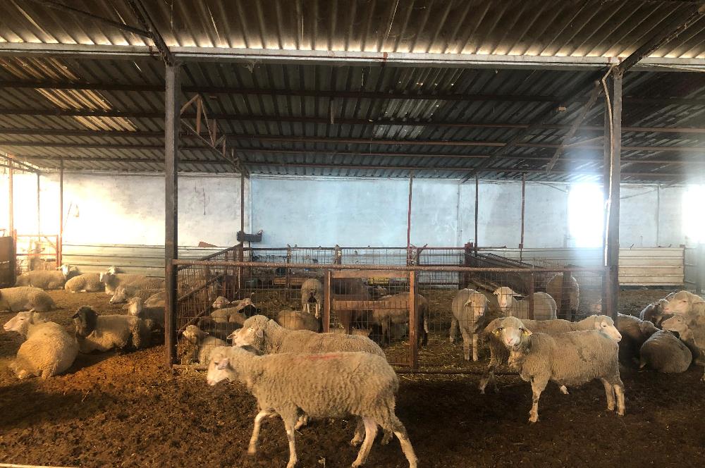 CENTURY 21 BAL'DAN KÜÇÜKBAŞ/BÜYÜKBAŞ ÜRETİM ÇİFTLİĞİ