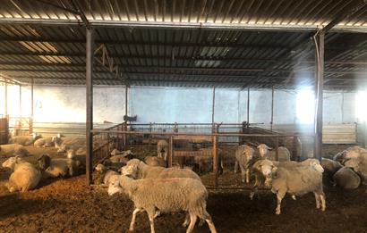 CENTURY 21 BAL'DAN KÜÇÜKBAŞ/BÜYÜKBAŞ ÜRETİM ÇİFTLİĞİ