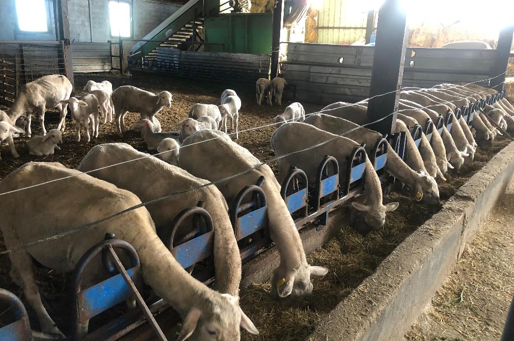 CENTURY 21 BAL'DAN KÜÇÜKBAŞ/BÜYÜKBAŞ ÜRETİM ÇİFTLİĞİ