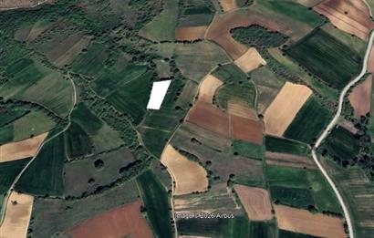 CENTURY 21 BAL OFİSİNDEN BALIKESİR KURTDERE KÖYÜNDE SATILIK TARLA