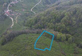 CENTURY 21'DEN KARADENİZ’E KARŞI DOĞAYLA İÇ İÇE 5.600 m² ÖZEL ARAZİ - 1 - 33941