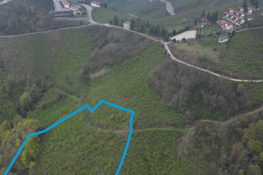 CENTURY 21'DEN KARADENİZ’E KARŞI DOĞAYLA İÇ İÇE 5.600 m² ÖZEL ARAZİ