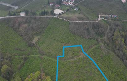 CENTURY 21'DEN KARADENİZ’E KARŞI DOĞAYLA İÇ İÇE 5.600 m² ÖZEL ARAZİ
