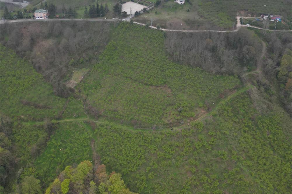 CENTURY 21'DEN KARADENİZ’E KARŞI DOĞAYLA İÇ İÇE 5.600 m² ÖZEL ARAZİ