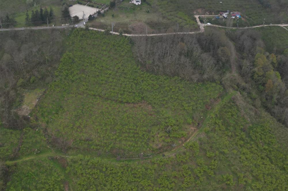 CENTURY 21'DEN KARADENİZ’E KARŞI DOĞAYLA İÇ İÇE 5.600 m² ÖZEL ARAZİ