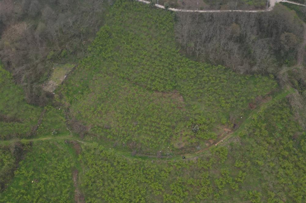 CENTURY 21'DEN KARADENİZ’E KARŞI DOĞAYLA İÇ İÇE 5.600 m² ÖZEL ARAZİ