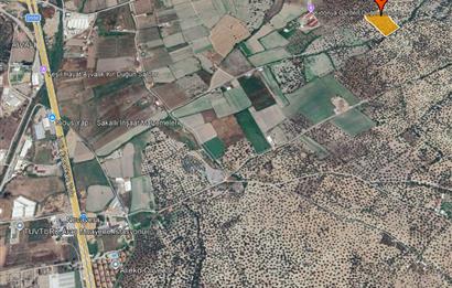 C21 Bal'dan Balıkesir Ayvalık Gazi Kemalpaşa’da Satılık Zeytinlik