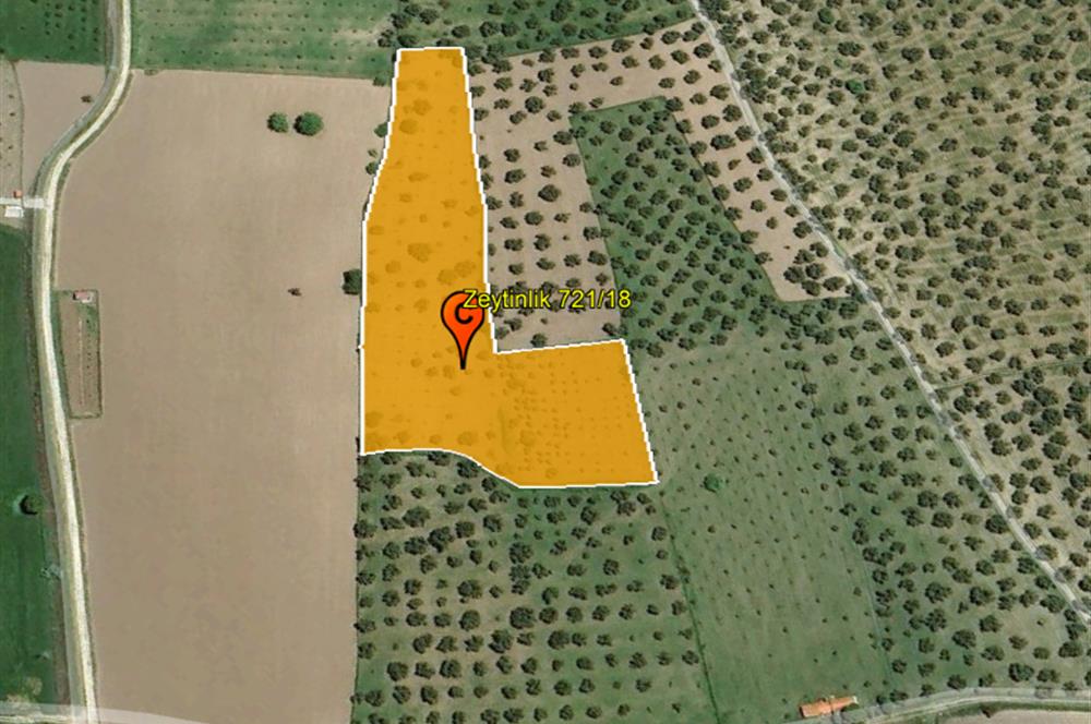C21 Bal'dan Balıkesir Ayvalık Gazi Kemalpaşa’da Satılık Zeytinlik