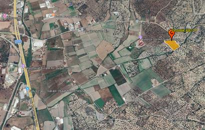 C21 Bal'dan Balıkesir Ayvalık Gazi Kemalpaşa’da Satılık Zeytinlik
