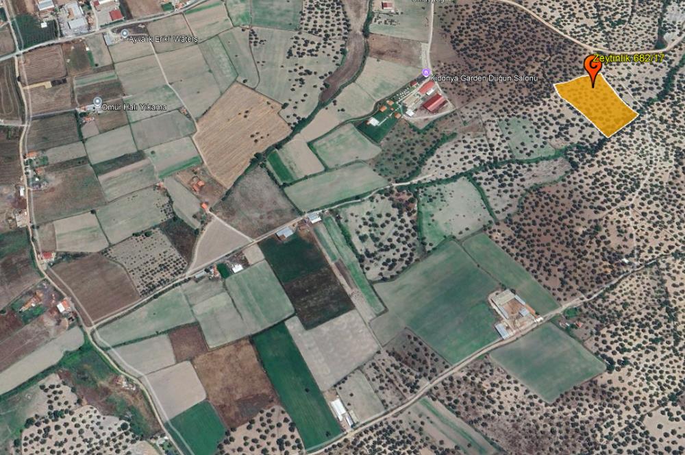 C21 Bal'dan Balıkesir Ayvalık Gazi Kemalpaşa’da Satılık Zeytinlik