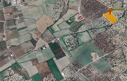 C21 Bal'dan Balıkesir Ayvalık Gazi Kemalpaşa’da Satılık Zeytinlik