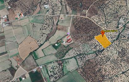 C21 Bal'dan Balıkesir Ayvalık Gazi Kemalpaşa’da Satılık Zeytinlik