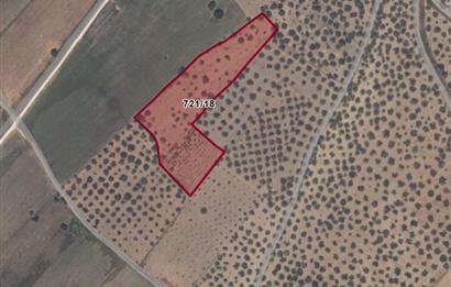 C21 Bal'dan Balıkesir Ayvalık Gazi Kemalpaşa’da Satılık Zeytinlik